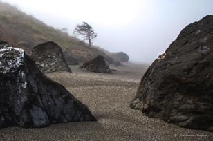  Redwood beach rocks & tree-0221